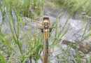 Libellula quadrimaculata male ©  S. Beshkov